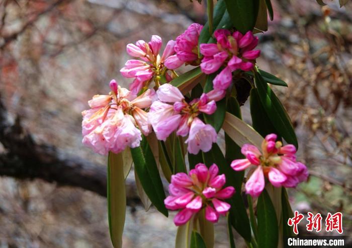 近日，西藏自治區(qū)山南市加查縣索囊溝的杜鵑花競(jìng)相綻放。　冉文娟 攝