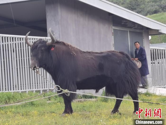 探訪全國最大牦牛產(chǎn)學(xué)研基地：“大通牦?！备牧己笠峒s180萬頭