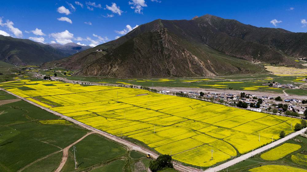 西藏墨竹工卡縣油菜農(nóng)田。