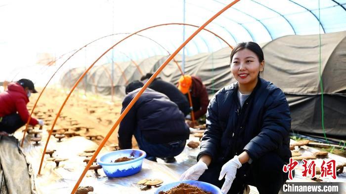 圖為農(nóng)民采收靈芝孢子粉?！∴嚢?攝