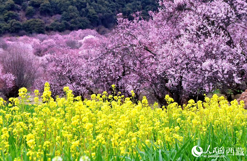 桃花與油菜花勾勒出別樣風(fēng)景。 人民網(wǎng) 李海霞攝