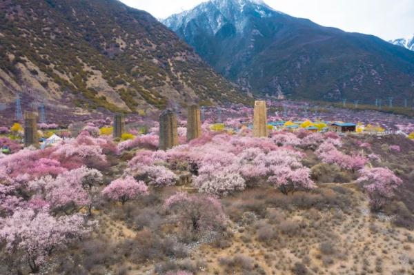 人間桃花源！林芝桃花有多絕？