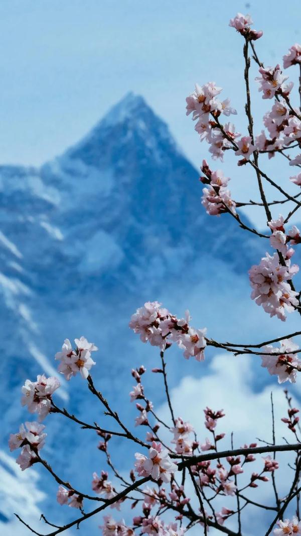 人間桃花源！林芝桃花有多絕？