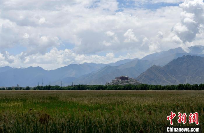 圖為6月22日，西藏拉薩拉魯濕地?！±盍?攝