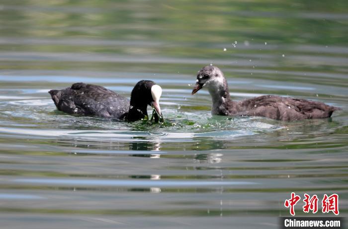 圖為6月22日，棲息在拉魯濕地內(nèi)的古頂雞?！±盍?攝