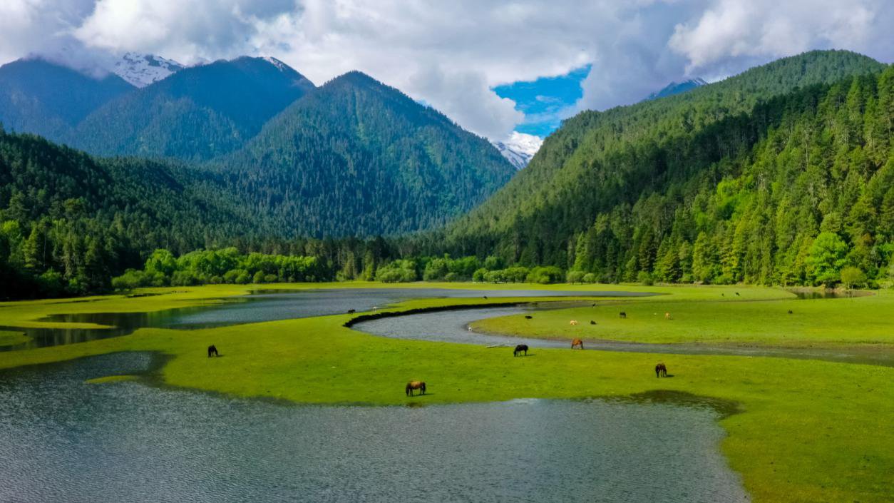 中國(guó)最美十大森林之一崗云杉林。西藏自治區(qū)旅發(fā)廳供圖