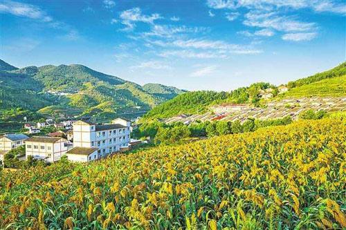 【理上網(wǎng)來o輝煌十九大】鄉(xiāng)村振興戰(zhàn)略：更綜合、全面、系統(tǒng)的發(fā)展戰(zhàn)略