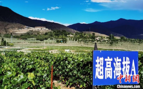 圖為桑日縣種植的葡萄。　山南桑日縣委宣傳部提供