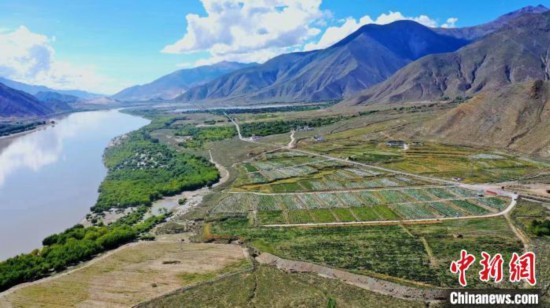 圖為桑日縣葡萄種植基地?！∩侥仙Ｈ湛h委宣傳部提供
