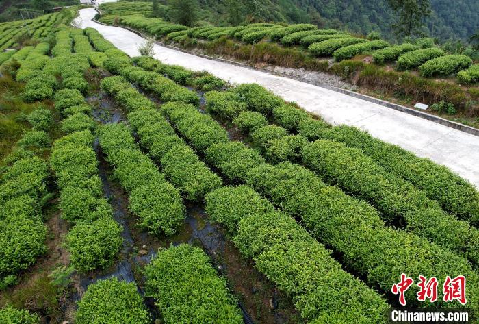 圖為西藏林芝市墨脫縣背崩鄉(xiāng)格林村山頂?shù)木坝^茶園。(無人機(jī)照片) 李林 攝