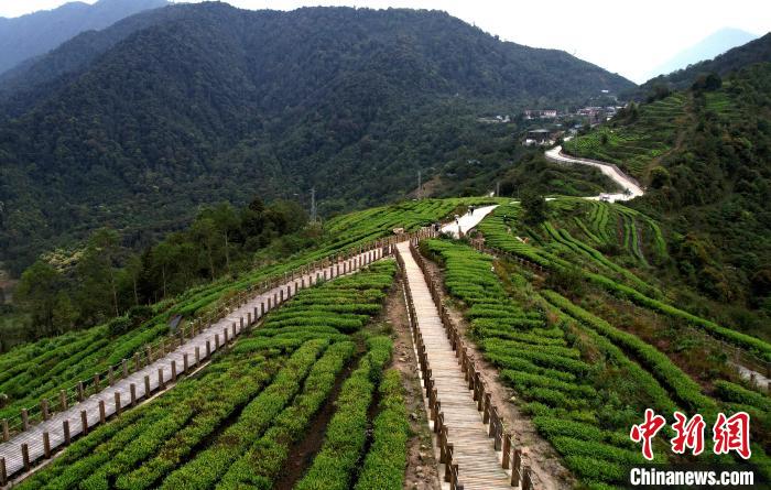 圖為西藏林芝市墨脫縣背崩鄉(xiāng)格林村山頂?shù)木坝^茶園。(無人機(jī)照片) 李林 攝